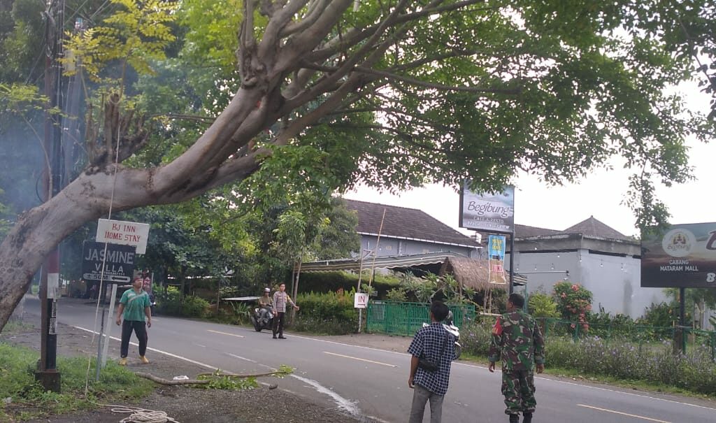 Antisipasi Pohon Tumbang, Polsek Batulayar Gerak Cepat Lindungi Pengguna Jalan