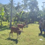 Polsek Batulayar Inisiasi Edukasi Pangan Mandiri dari Lahan Pekarangan Warga