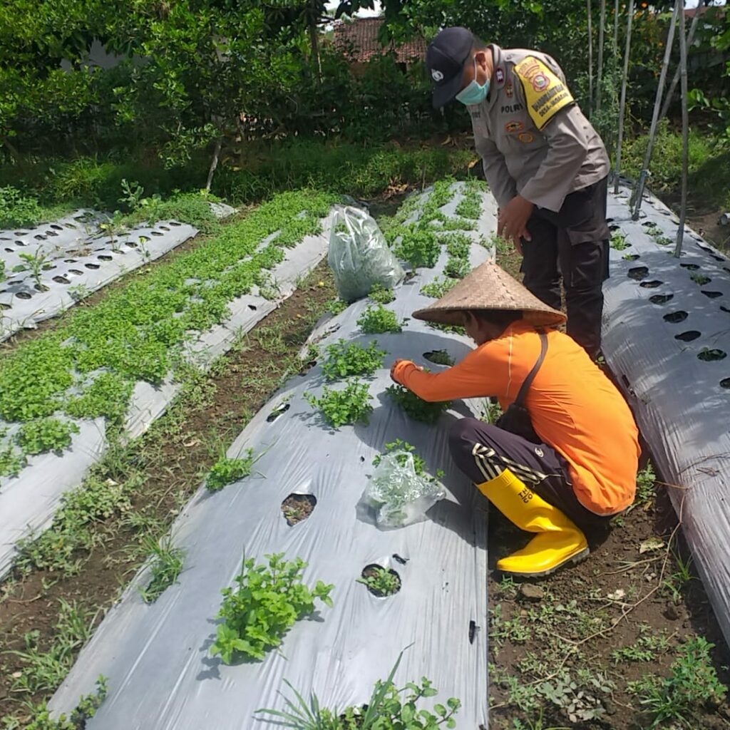 Bhabinkamtibmas Desa Jagaraga Ajarkan Warga Pemanfaatan Lahan untuk Ketahanan Pangan