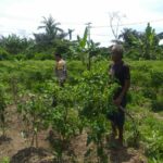 Bhabinkamtibmas Dorong Warga Optimalkan Lahan untuk Pangan