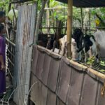 Bhabinkamtibmas Desa Senggigi Dorong Pemanfaatan Lahan Kosong untuk Pangan