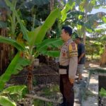 Inisiatif Bhabinkamtibmas: Memperkuat Ketahanan Pangan Melalui Kerja Sama dengan Masyarakat Desa Terong Tawah