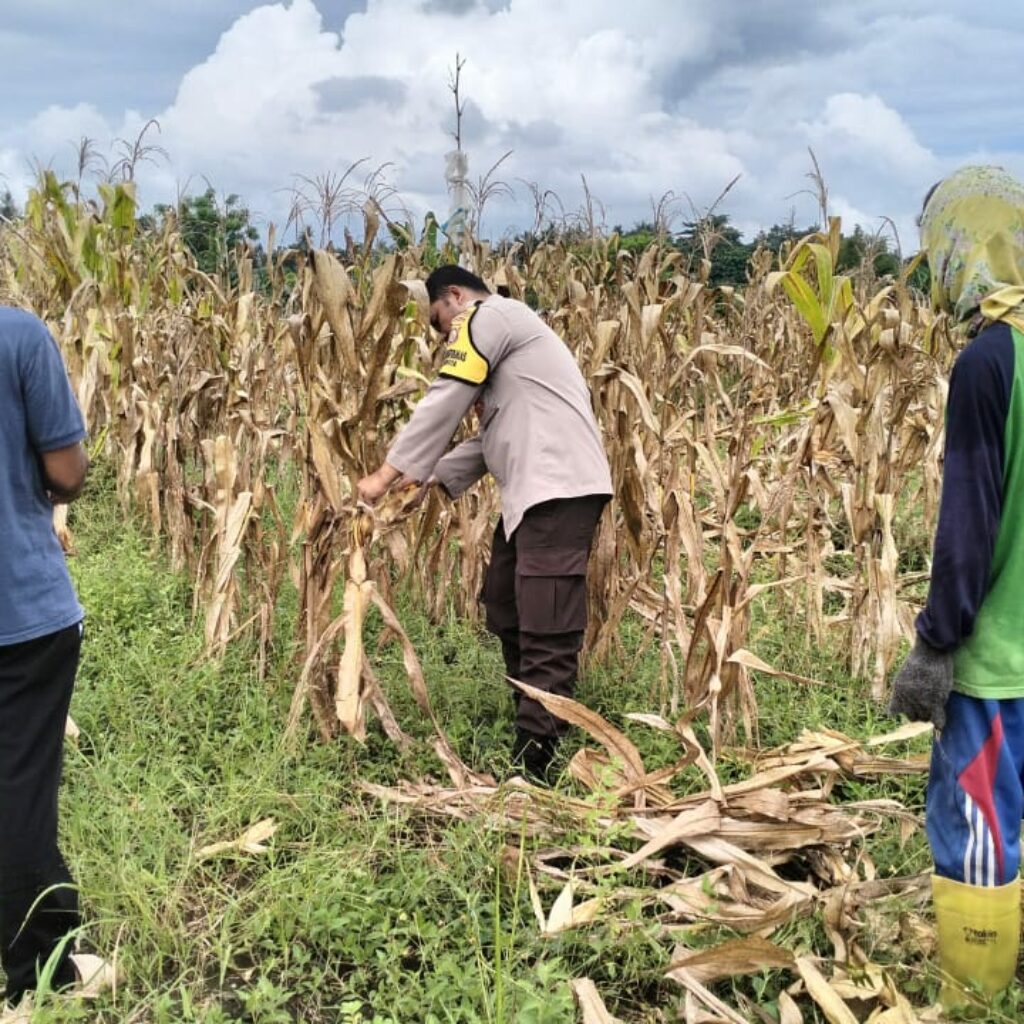 Polri Terjun ke Sawah: Dukungan Nyata untuk Petani Jagung Lombok Barat