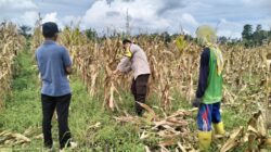 Polri Terjun ke Sawah: Dukungan Nyata untuk Petani Jagung Lombok Barat