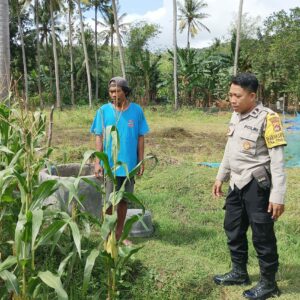 Perkuat Ketahanan Pangan, Polisi Bina Petani Jagung di Sekotong