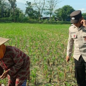 Sinergi Polsek Gerung dan Petani Dorong Ketahanan Pangan di Desa Babussalam