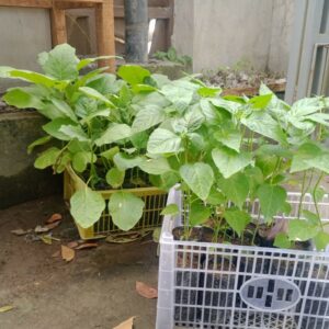 Polsek Labuapi Ajak Warga Terong Tawah Wujudkan Kemandirian Pangan Keluarga