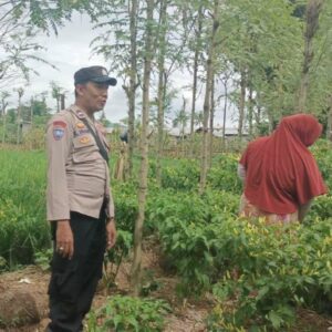 Bhabinkamtibmas Kediri Turun ke Sawah, Dorong Kemandirian Pangan Warga