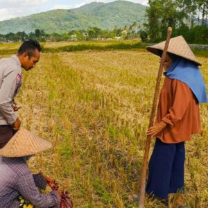 Bhabinkamtibmas Kuripan Utara Dorong Ketahanan Pangan Lewat Edukasi Pertanian