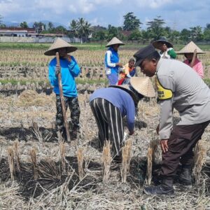 Sinergi Polri dan Petani Montong Are Tengah Perkuat Swasembada Pangan