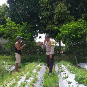 Dorong Swasembada Pangan, Bhabinkamtibmas Kuripan Edukasi Petani Jagaraga