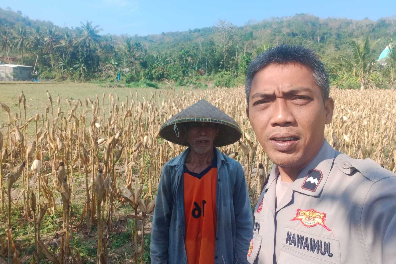 Bhabinkamtibmas Eyat Mayang Dukung Petani Jagung di Lembar untuk Ketahanan Pangan