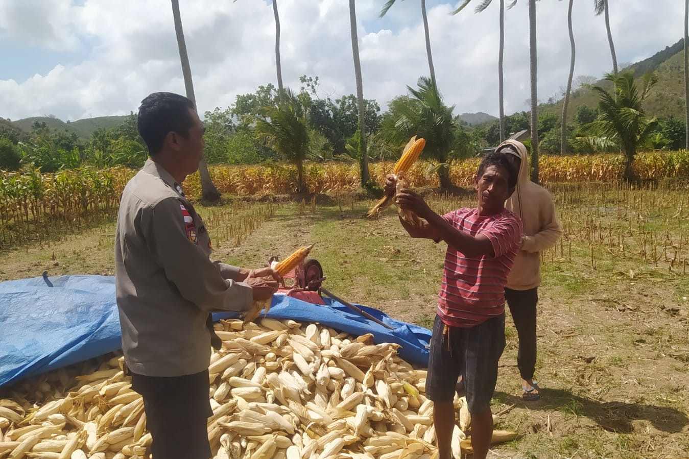Bhabinkamtibmas Sekotong Dukung Petani Jagung di Desa Batu Putih