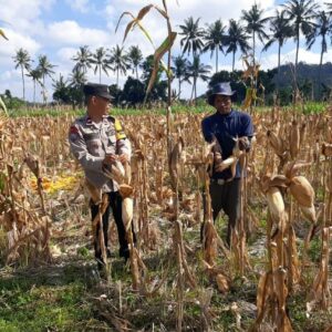 Panen Jagung Dusun Alasmalang Berhasil, Polisi Aktif Kawal Harga dan Distribusi