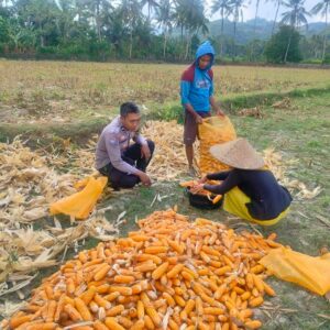 Polsek Lembar Ajak Petani Eyat Mayang Perkuat Ketahanan Pangan