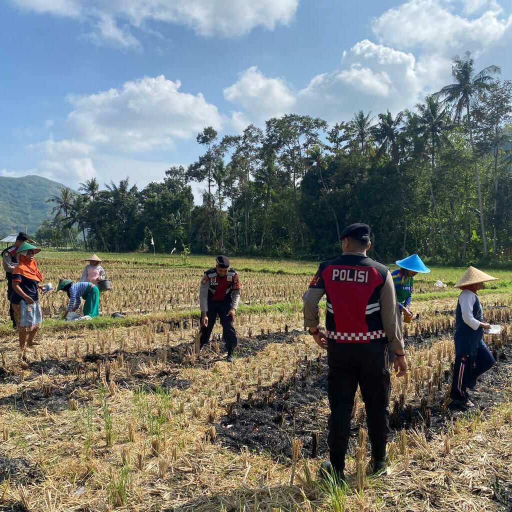 Polres Lombok Barat Dampingi Petani Jagung Desa Kebon Ayu untuk Ketahanan Pangan