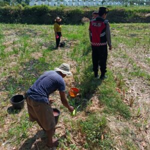Sinergi Polri dan Petani Desa Kuripan: Jaga Panen, Jaga Ketahanan Pangan
