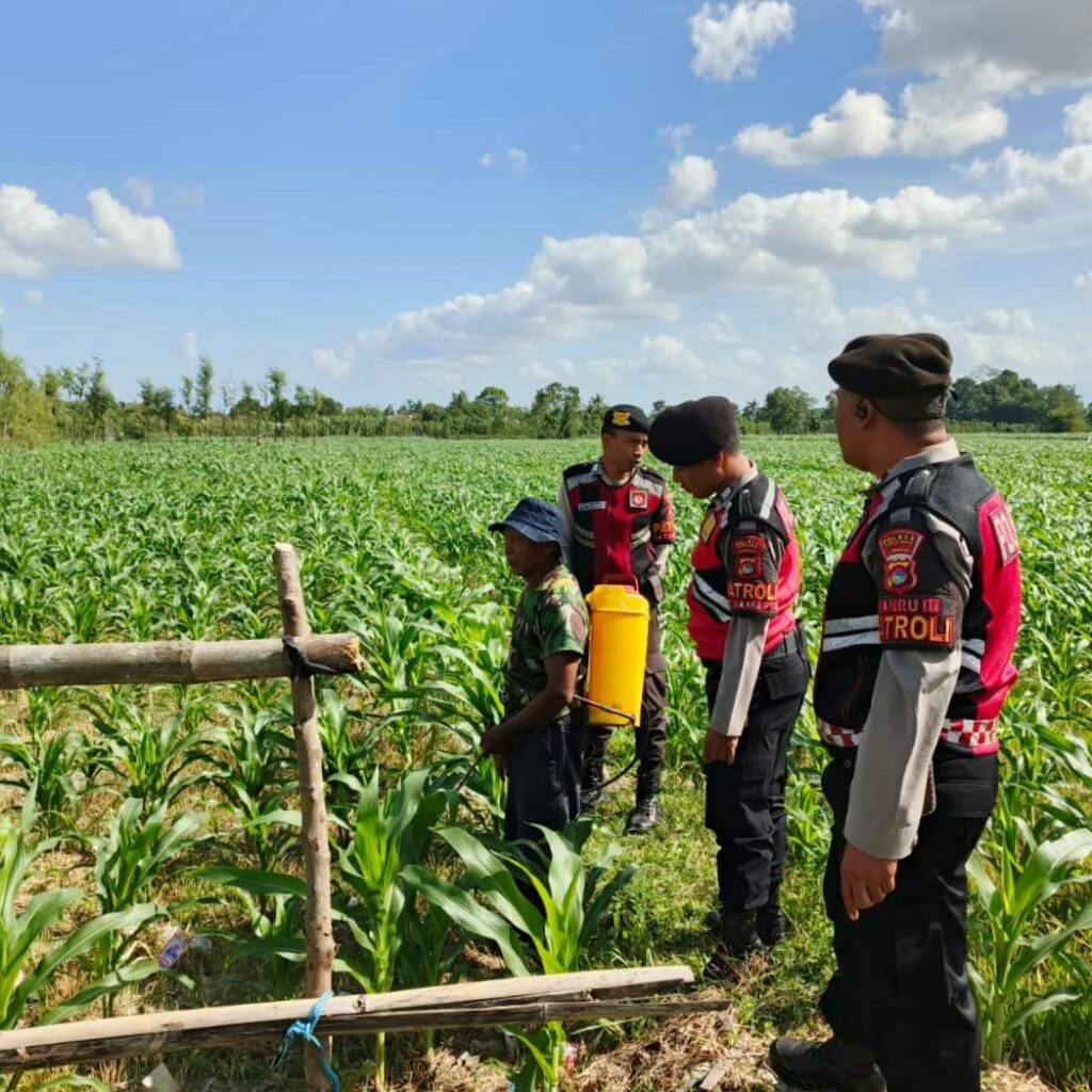 Patroli Ketahanan Pangan Polres Lobar Dorong Produktivitas Petani Jagung Gerung
