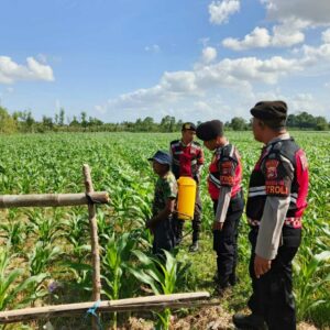 Patroli Ketahanan Pangan Polres Lobar Dorong Produktivitas Petani Jagung Gerung