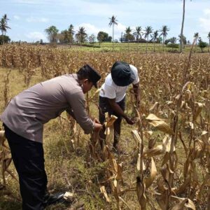 Sinergi Polri dan Petani: Aiptu Mamad Dorong Pertanian Berkelanjutan di Sekotong