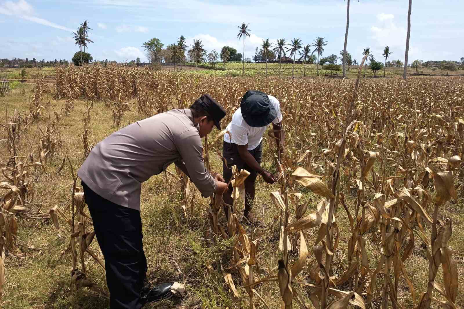 Polri Dampingi Petani Kedaro Sinergi Ketahanan Pangan di Lombok Barat