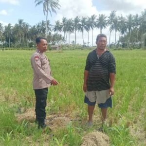 Polsek Gerung Perkuat Ketahanan Pangan Lewat Monitoring Pertanian Desa Banyu Urip