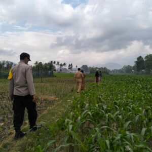Sinergi Polsek Kediri dan Petani Lelede Kendalikan Hama Jagung