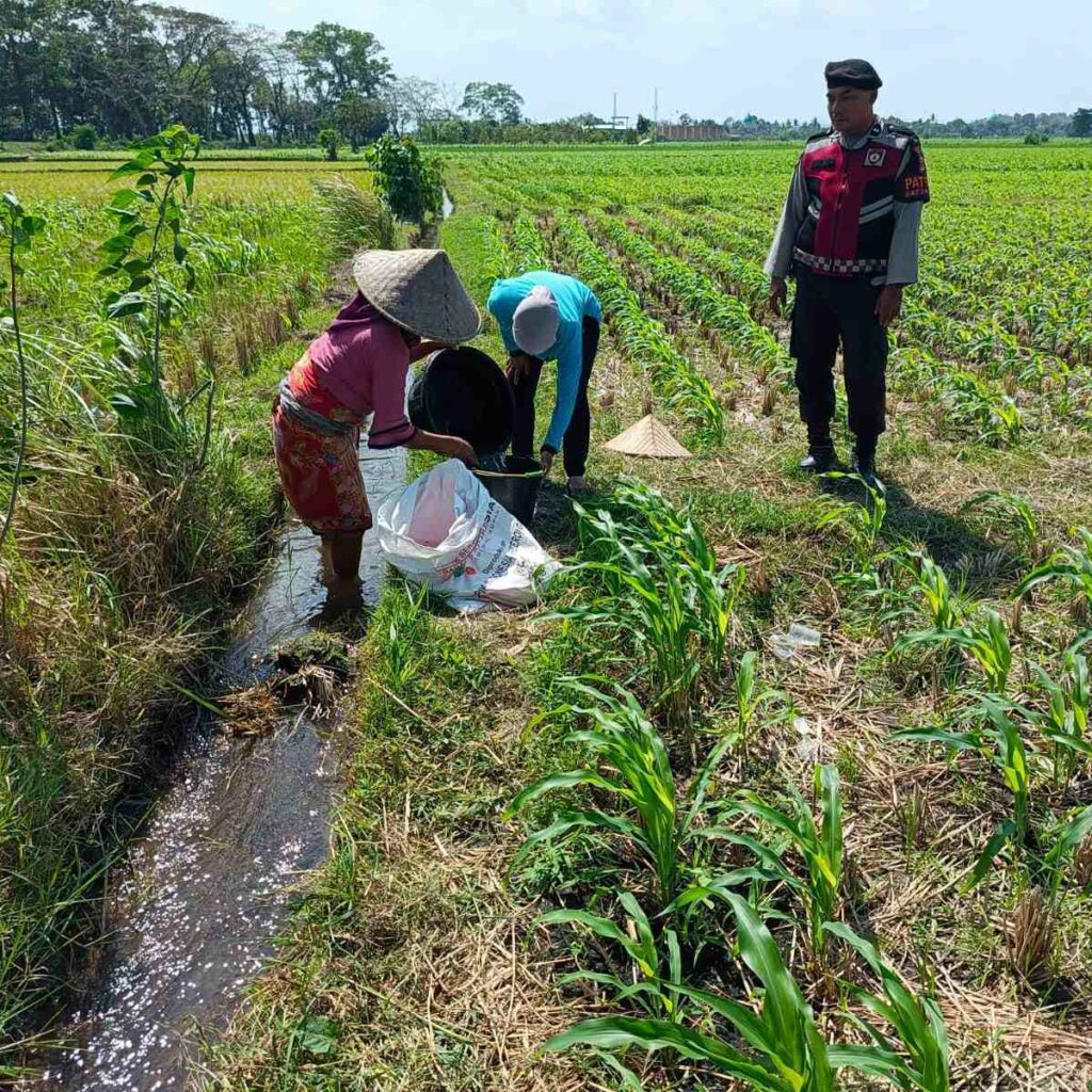 Polsek Kuripan Dukung Ketahanan Pangan Lewat Patroli di Lahan Jagung