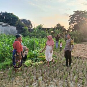 Sinergi Polri dan Petani Dusun Pelulan: Menjaga Pangan, Menjaga Kamtibmas