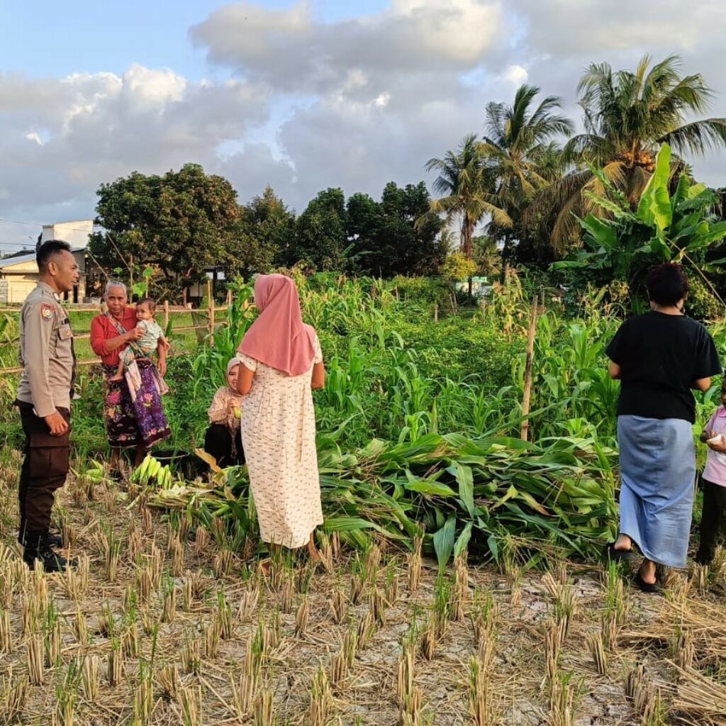 Bhabinkamtibmas Kuripan Utara Turun ke Lahan Dukung Program Pangan