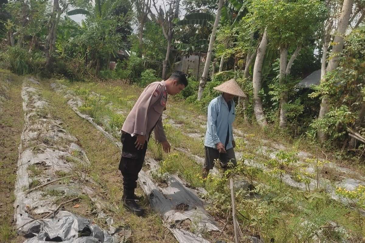 Polsek Labuapi Ajak Warga Desa Kuranji Wujudkan Kemandirian Pangan Lewat Pertanian Pekarangan