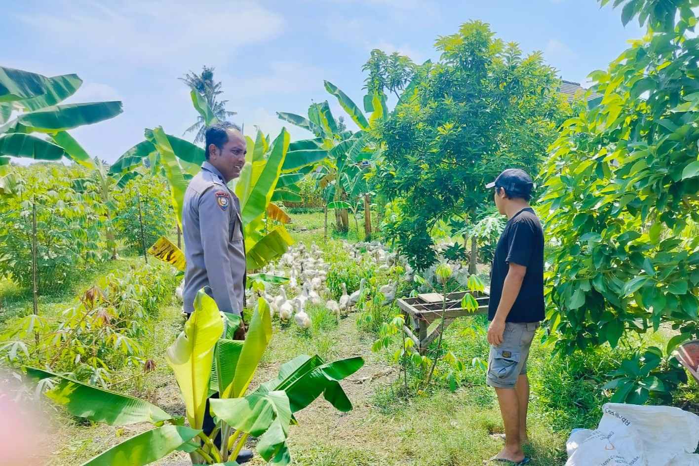 Polsek Lembar Dukung Ketahanan Pangan, Bhabinkamtibmas Beri Semangat Petani Jagung di Eyat Mayang