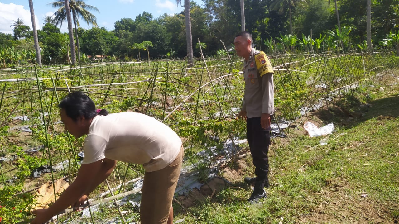 Polsek Sekotong Ajak Petani Berdayakan Lahan Produktif di Dusun Berambang