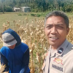 Sinergi Polri dan Petani Jagung di Lembar, Lombok Barat, Dorong Ketahanan Pangan Nasional