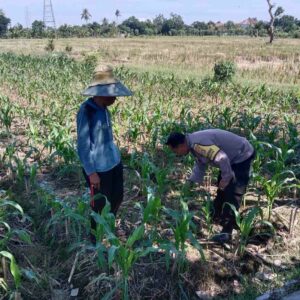 Polsek Labuapi Dukung Ketahanan Pangan, Ajak Petani Dusun Jogot Tanam Holtikultura