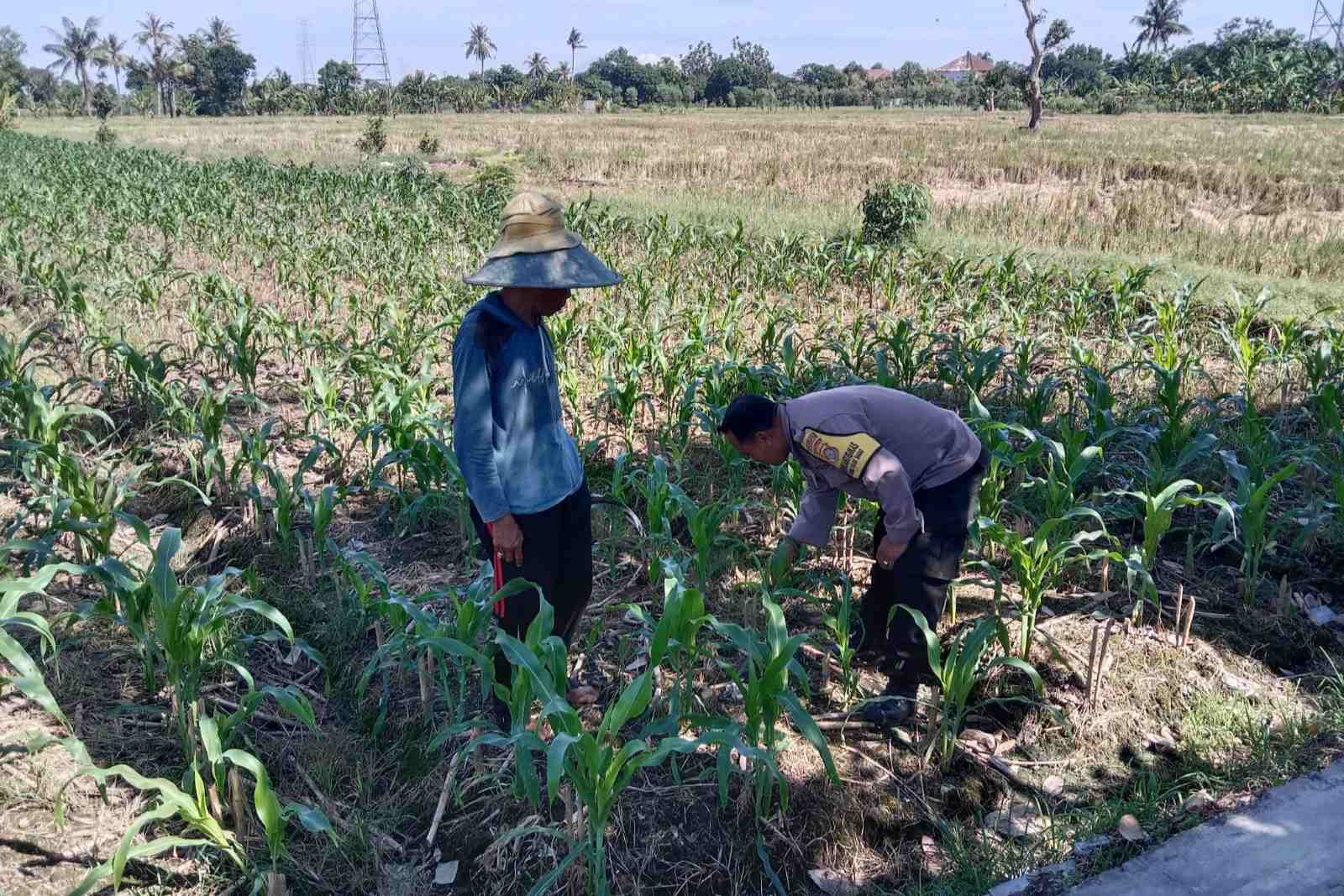 Sinergi Polri dan Petani, Optimalisasi Lahan Kosong di Dusun Jogot untuk Ketahanan Pangan
