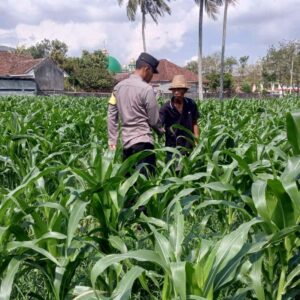 Bhabinkamtibmas Desa Kuripan Dorong Pemanfaatan Lahan Kosong untuk Swasembada Pangan