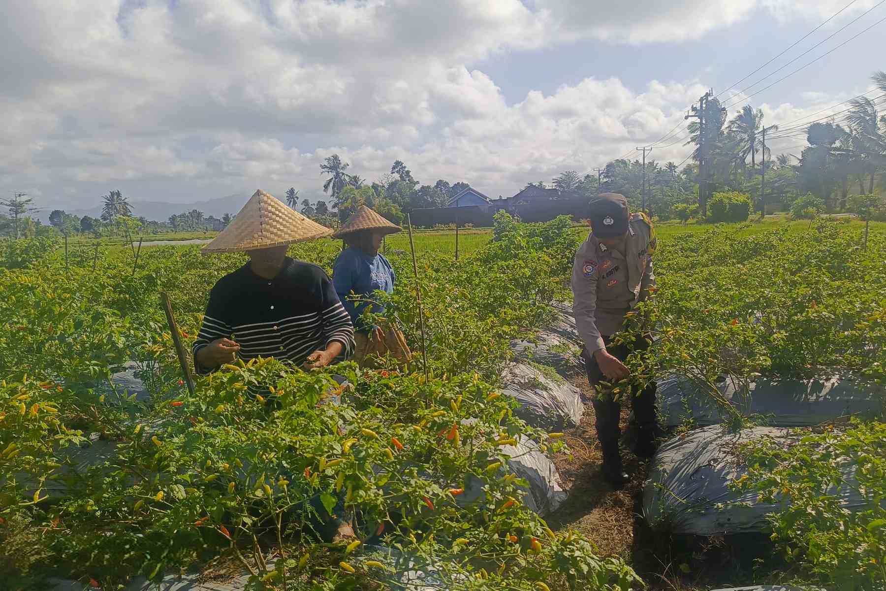 Sinergi Polri dan Warga Dusun Pelulan Wujudkan Ketahanan Pangan Keluarga