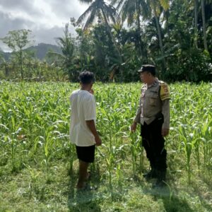 DDS Polri di Sayong Baru: Dukung Petani Jagung dan Stabilitas Pangan Lombok Barat