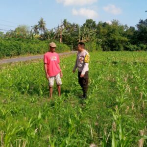 Sinergi Polisi dan Petani di Desa Jagaraga Wujudkan Swasembada Pangan
