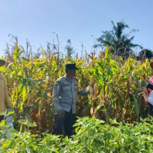 Bhabinkamtibmas Gerung Kawal Panen Jagung Petani Desa Beleka