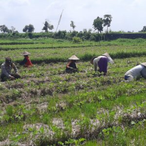 Sinergi Polri dan Petani Montong Are: Perkuat Kamtibmas dan Swasembada Pangan