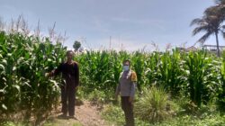 Polsek Kuripan Dorong Ketahanan Pangan Desa Jagaraga Lombok Barat