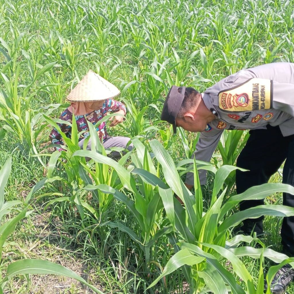 Sosialisasi Ketahanan Pangan di Lombok Barat, Polisi dan Petani Perkuat Sinergi