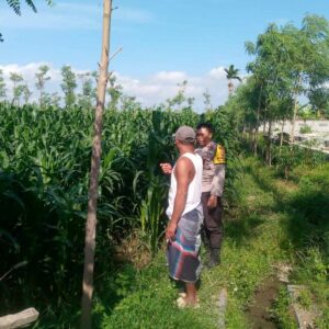 Ketahanan Pangan di Lombok Barat: Bhabinkamtibmas Dukung Petani Dusun Dasan Geres Pande