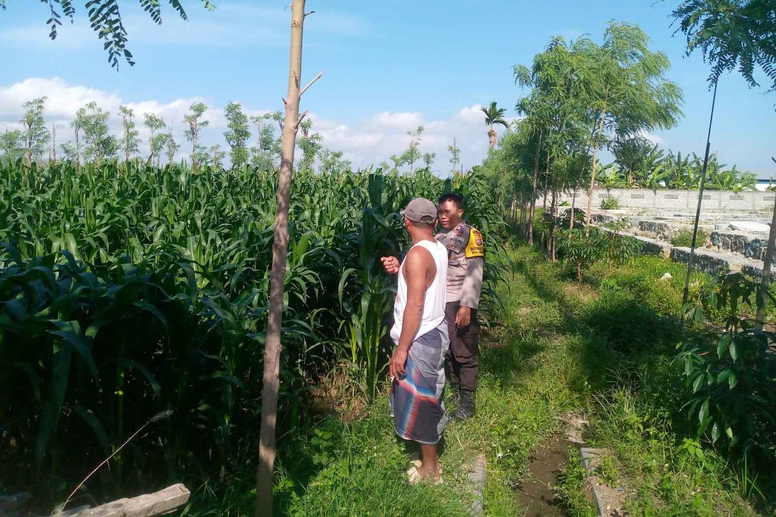 Kolaborasi Polsek Kuripan dan Petani Jagaraga Perkuat Stabilitas Pangan Desa