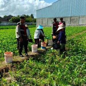 Sinergi Polri dan Petani: Polres Lombok Barat Pantau Penanaman Jagung di Gerung