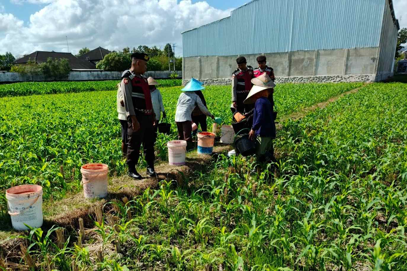 Polres Lombok Barat Turun ke Sawah, Pastikan Produktivitas Jagung di Gerung Terjaga