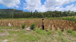 Polsek Sekotong Dukung Ketahanan Pangan Lewat Monitoring Panen Jagung