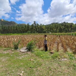 Polsek Sekotong Dukung Ketahanan Pangan Lewat Monitoring Panen Jagung